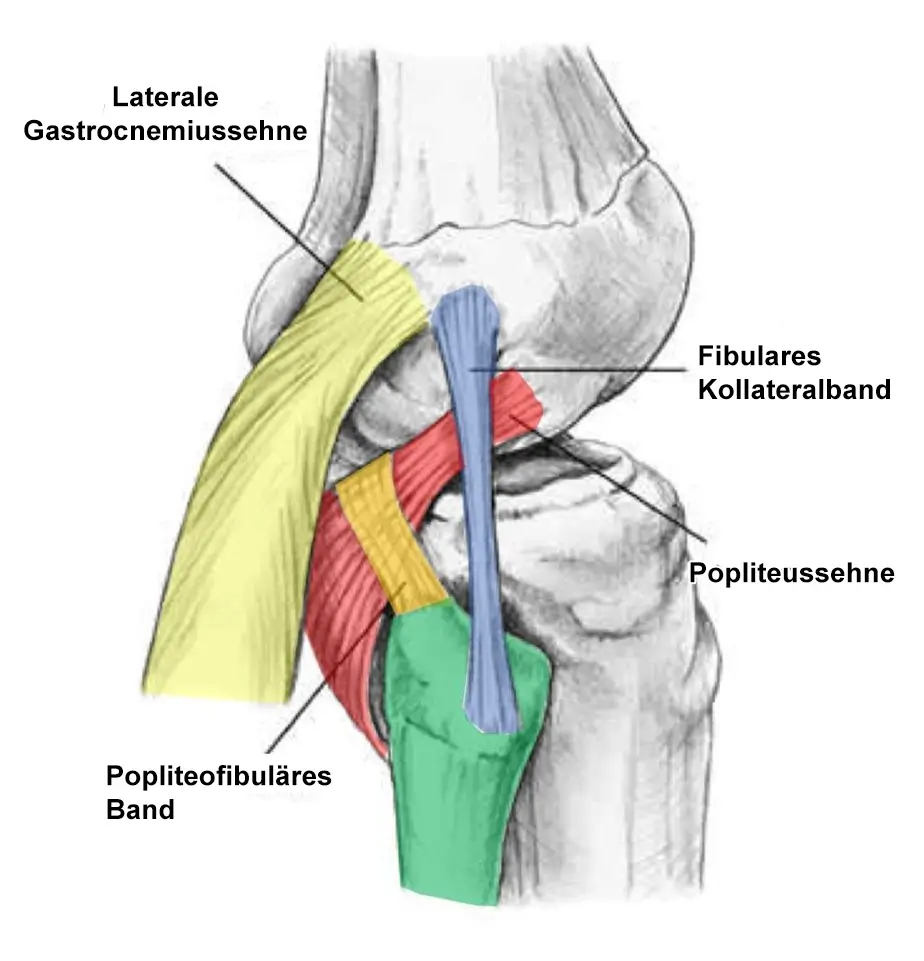Fibula (Wadenbein männlich) Modell günstig kaufen